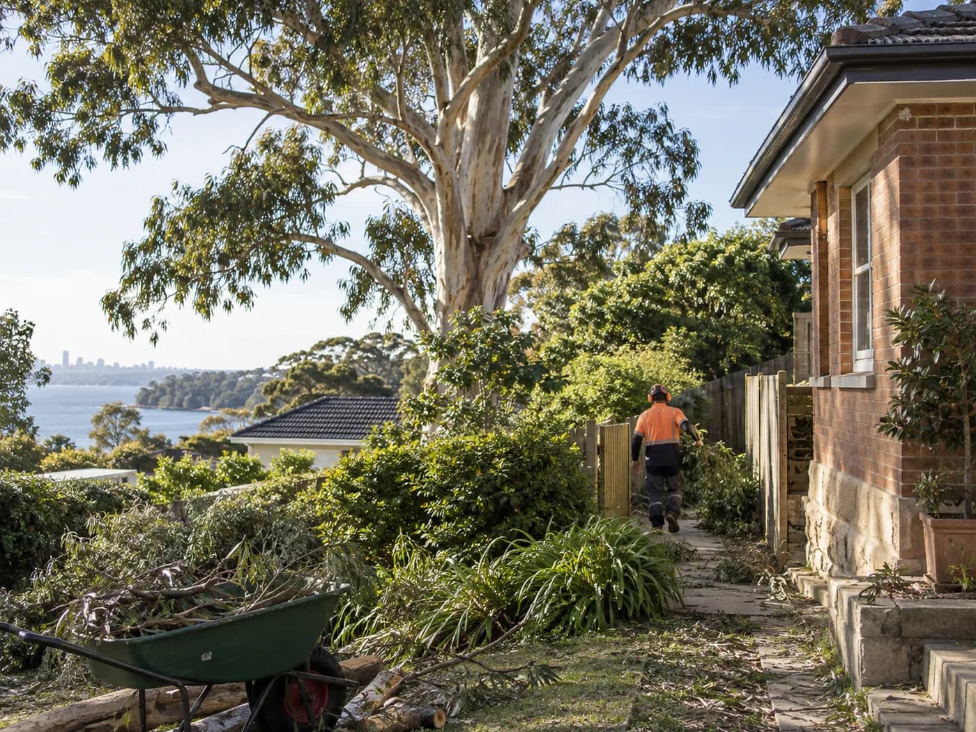 Illustrative local tree and access context in Sydney